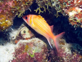 IMG 4051 Longjaw Squirrelfish